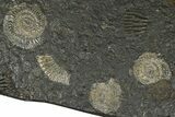 Fossil Ammonite (Dactylioceras) Cluster - Posidonia Shale, Germany #368181-1